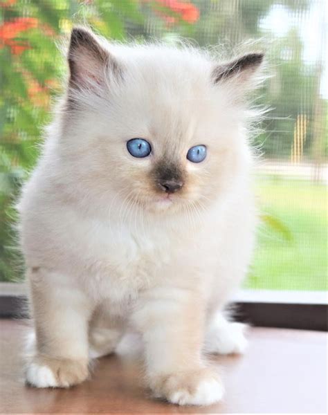 Ragdoll Cats For Sale San Diego Ca 262811 Petzlover
