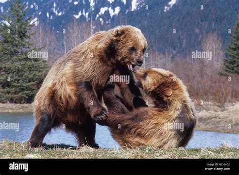 Grizzly Bears Fighting Hi Res Stock Photography And Images Alamy