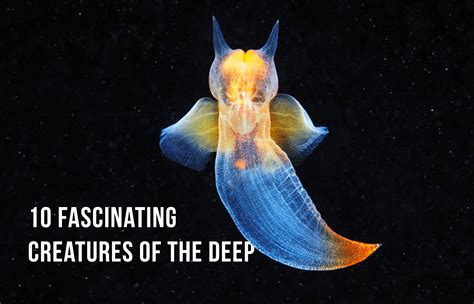 Sea Creatures Deep Passport Ocean