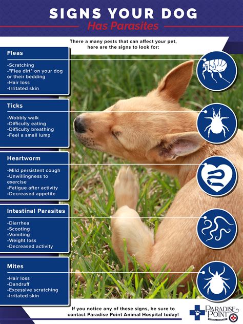 Veterinary Clinic Phoenix Parasites And Your Dog