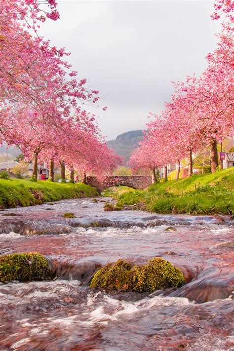 Wallpaper Bridge River Flow Sakura Hd Quality Beautiful Scenery
