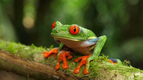 Red Eyed Tree Frog In Its Stock Footage Video 100 Royalty Free
