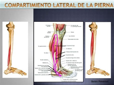 Musculos De La Pierna Ciencias De Joseleg Músculos Dorsales Pelvianos