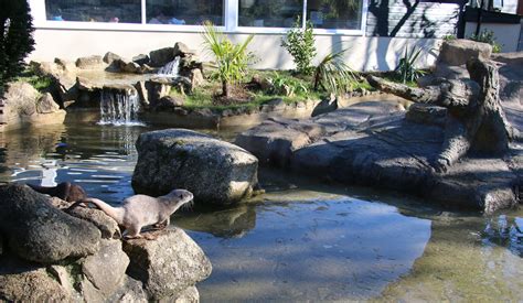 Otter Pool Next To Cafe Paradise Park Cornwall Paradise Park