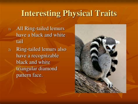 Ppt Ring Tailed Lemur Powerpoint Presentation Free Download Id1865343