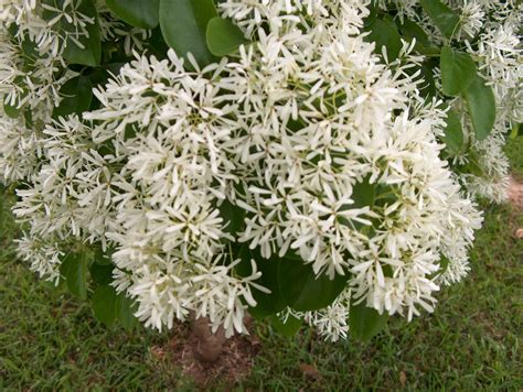 Crab trees hardy enough for zone 4 will generally bud a little later. Chinese Fringe Tree | Trees to plant, Fringe tree ...