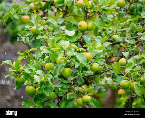 Apple Fruit Tree Covered In Ripe Fruits Stock Photo Alamy