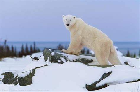 Alaska Wildlife Photo Gallery Polar Bear Facts Polar Bear Baby