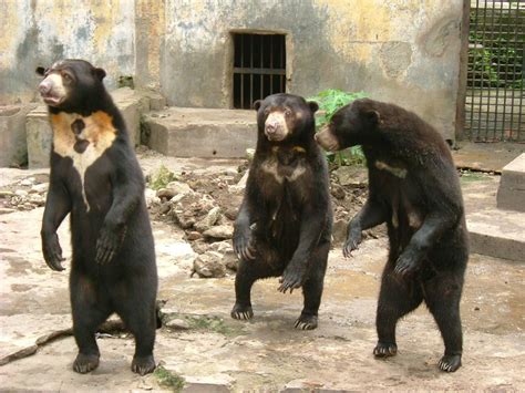 These Sun Bears Ive Had This Picture For Years Finally Created A