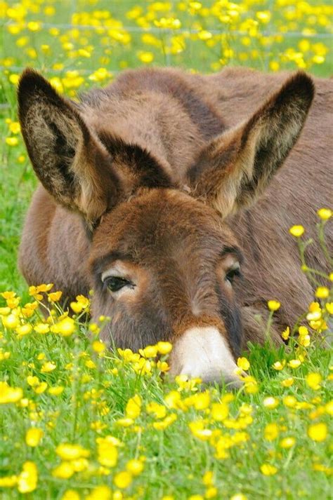 Donkeys Are An Awesome Spring Animal Farm Animals Animals And Pets