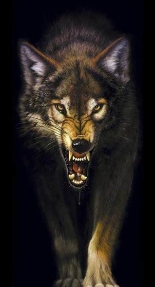 Wolf Snarling Front View