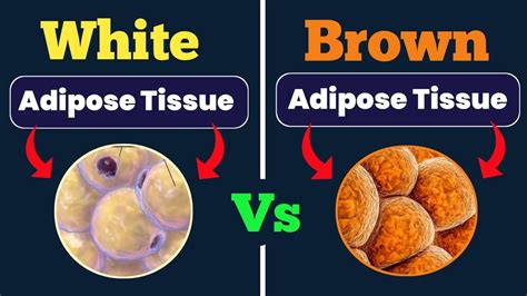 White Adipose Tissue Vs Brown Adipose Tissue Brown Adipose Tissue