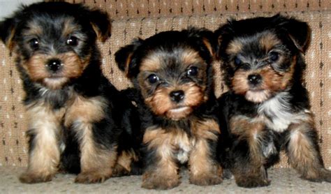 Browse thru our id verified puppy for sale listings to find your if you are unable to find your puppy in our puppy for sale or dog for sale sections, please consider looking thru thousands of dogs for adoption. Yorkshire Terrier Puppies For Sale | Colorado Springs, CO ...