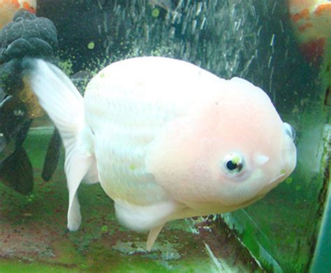 Oranda And The Best Other Fancy Goldfish Hubpages