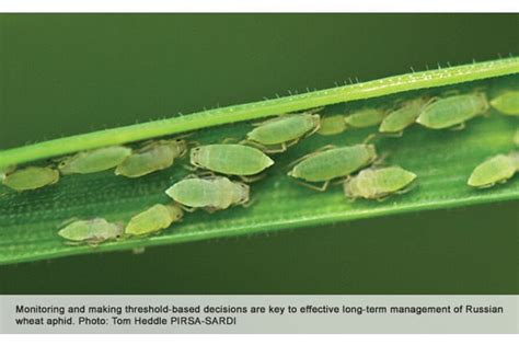 Research Shows Russian Wheat Aphid Can Be Managed Grain Central