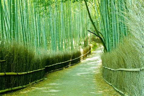 La Forêt De Bambous De Sagano Ou Bambouseraie De Arashiyama à Kyoto