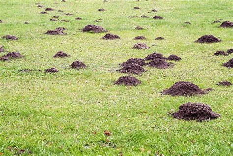 Get Rid Of Dirt Mounds In The Lawn
