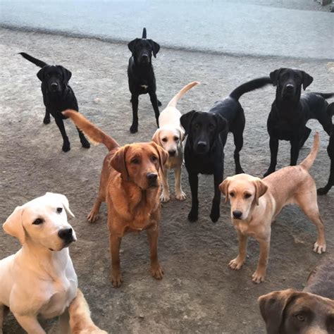 We feel so blessed to have this wonderful labrador breed in our life. Southwind Labradors - 40 Photos - 9 Reviews - Pet Breeder ...