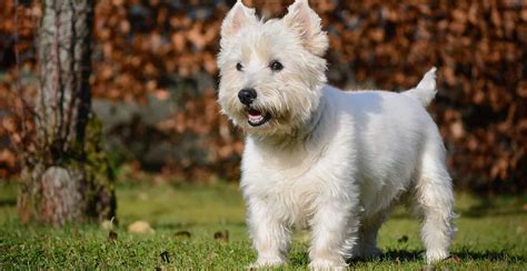 West Highland White Terrier Dog Breed Information Breed Advisor