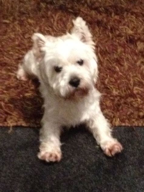 Westie After A Bath Westies Dogs Animals