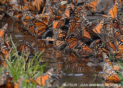 Réserve De Biosphère Du Papillon Monarque Mexique Présentation