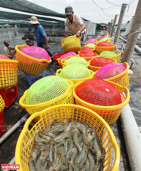 Vietexplorer Com The Capital Of Shrimp Farming