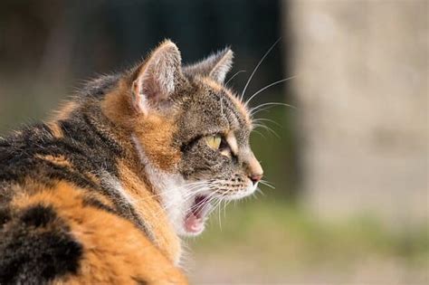 Why Do Cats Chirp Chirping Behavior Explained