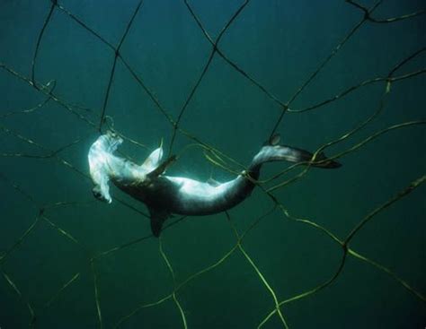You're far out at sea when you look over. Shark species facing extinction - in pictures | Species of ...