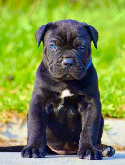 Cane Corso Puppies For Sale Purebred Dav Pet Lovers