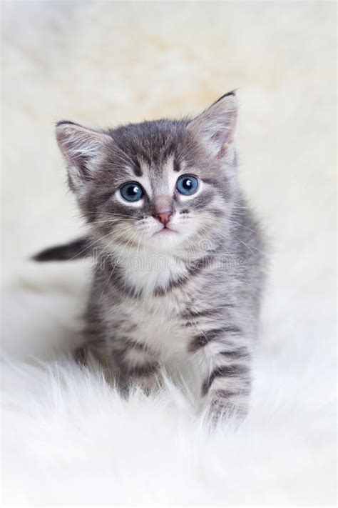 Cute Little Kitten Kittens Photo 41418546 Fanpop