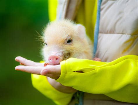 5 Exotic Apartment Pets You Should Reconsider ...