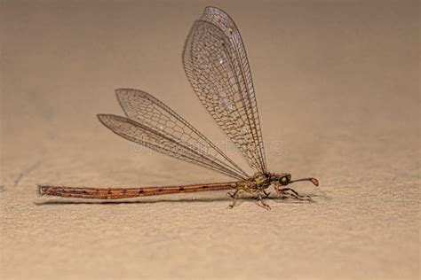 Adult Antlion Insect Stock Photo Image Of Insecta Arthropod 258934522