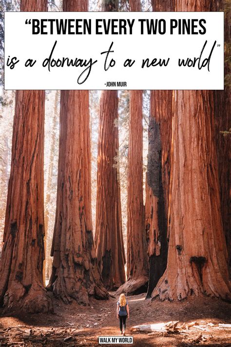 40 Inspirational Quotes About Trees — Walk My World