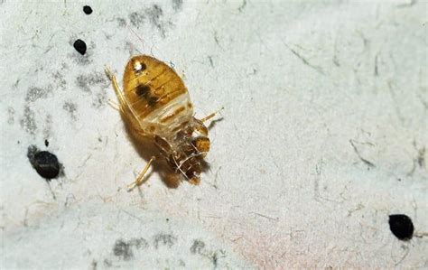 Blog How Dangerous Are Bed Bugs In Aiken Sc