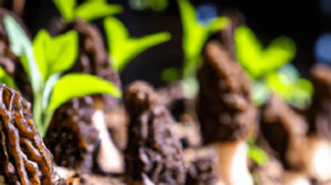 How To Grow Morel Mushrooms Mushroomstalkers