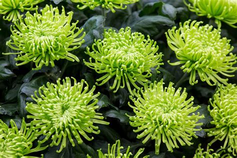 Chrysanthemum Green Mist Bbc Gardeners World Magazine