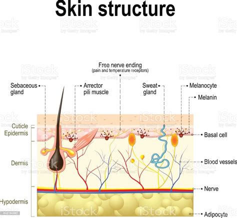 Human Skin Anatomy Stock Vector Art 645164882 Istock