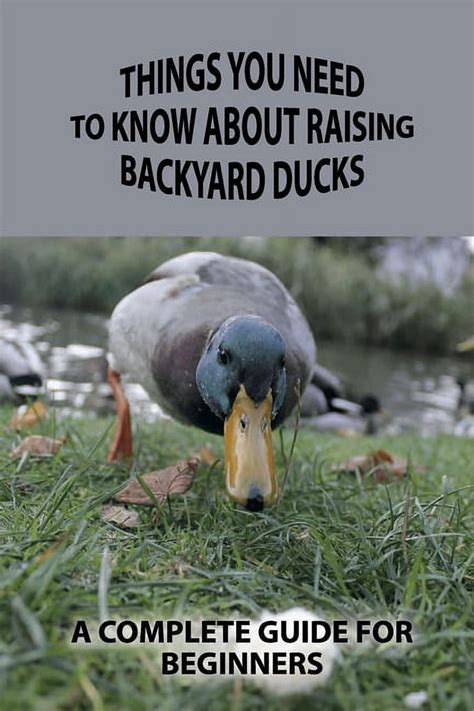 Things You Need To Know About Raising Backyard Ducks A Complete Guide