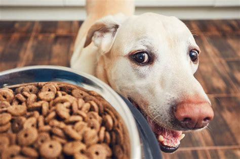 10 Best Dog Foods For Senior Dogs In 2023