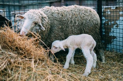 The Sheep Gave Birth To A Small Lamb Stock Photo Image Of Spring