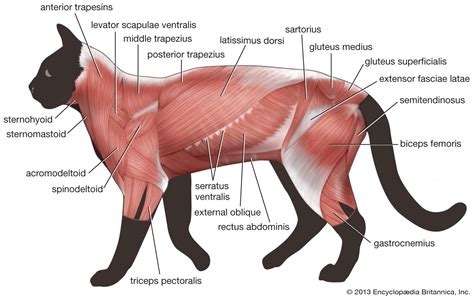 Cat Muscular Anatomy
