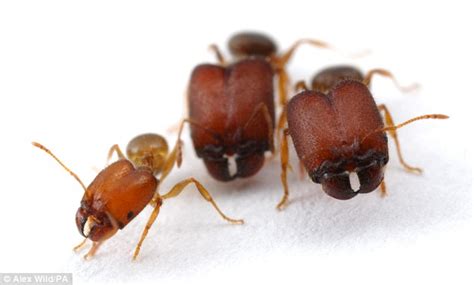 The best gifs are on giphy. 'Supersoldier' ants with gigantic jaws | Daily Mail Online