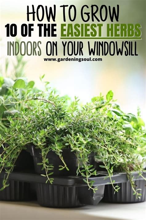 How To Grow 10 Of The Easiest Herbs Indoors On Your Windowsill Herbs