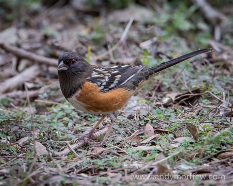Spotted Towhee Flickr Photo Sharing