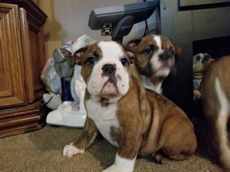 English Bulldog Puppies For Sale New York Ny 269676