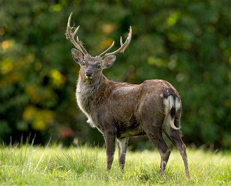 Red And Sika Deer Uk Photography By Geoff Harries