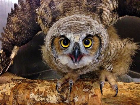 Baby Great Horned Owl New England Wildlife Center