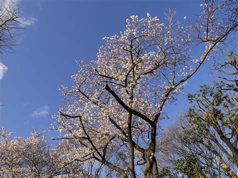 Blue Sky Cherry Blossom Cherry Blossom Japan With The Blue Flickr