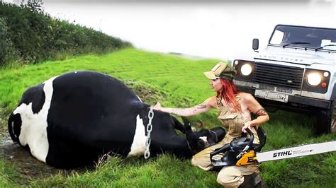 Modern Trimming Hoofs Tails Proper Feeding Calves Milking With Pretty Girls Farming