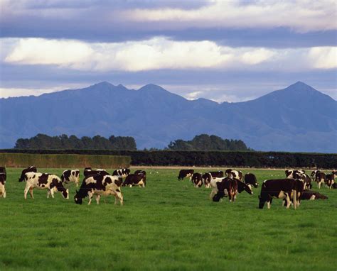 Fonterra Opens New Dairy Farm In China With Capacity For 30000 Cows